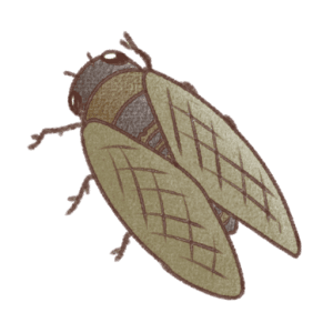 夏の風物詩・セミのかわいいフリーイラスト素材