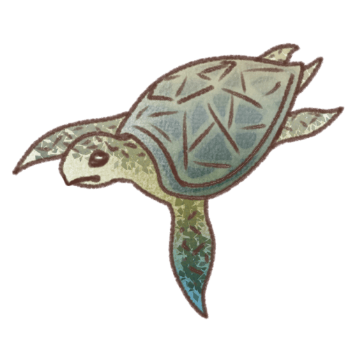 甲羅に黒い網目模様があり、ヒレに黒い斑点がある緑色のウミガメの背景透過イラスト素材。