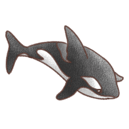 目の上に白い模様がありお腹が白い黒色のシャチが泳いでいる姿の背景透過イラスト素材。