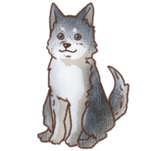 グレーと白色の毛並みに青色の瞳と眉毛のような白い模様が描かれたシベリアンハスキーの正面お座りイラスト